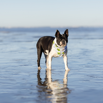 Shores Dog Bandana
