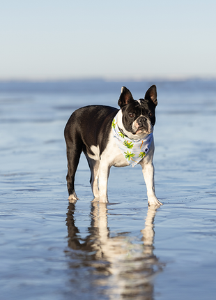 Shores Dog Bandana