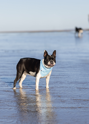 Shores Dog Bandana