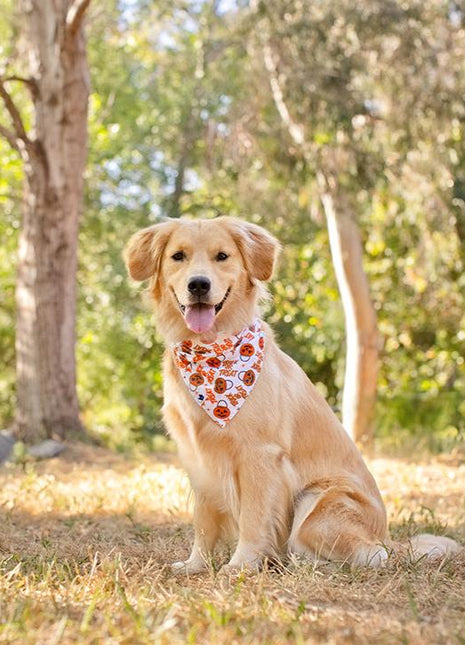 Trick Or Treat Dog Bandana