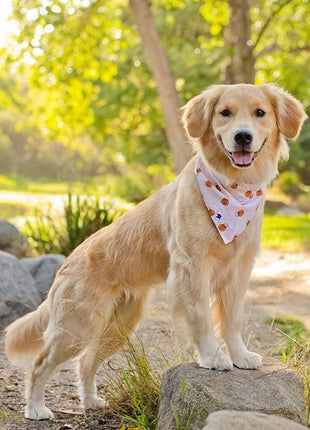 Oh Pumpkin Dog Bandana