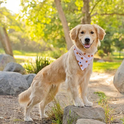 Oh Pumpkin Dog Bandana
