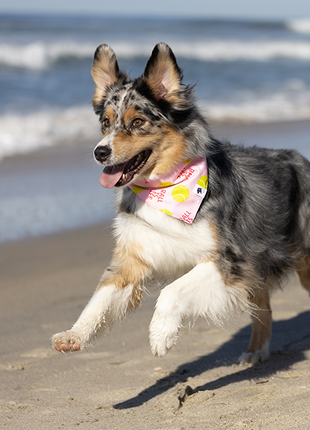 Ball Is Life Dog Bandana