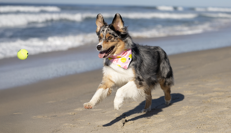 Ball Is Life Dog Bandana