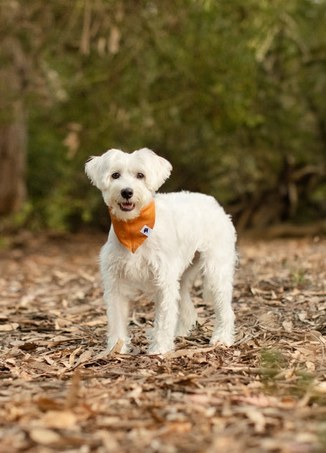 Oh Pumpkin Dog Bandana