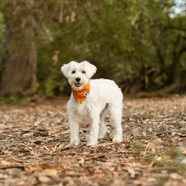Oh Pumpkin Dog Bandana