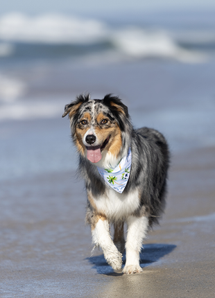 Shores Dog Bandana