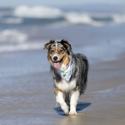 Shores Dog Bandana