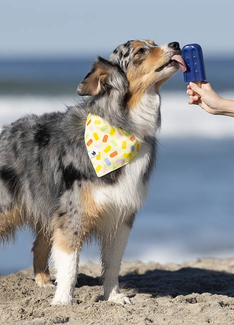 Popsicle Dog Bandana