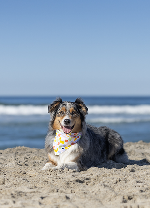 Popsicle Dog Bandana