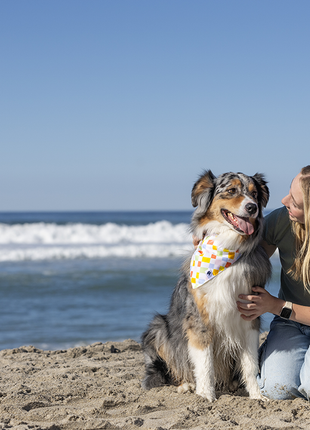 Popsicle Dog Bandana