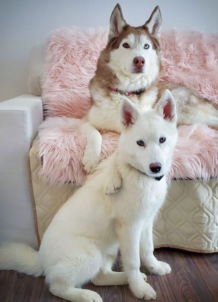 PupProtector™ Waterproof Throw Blanket - Blush Pink