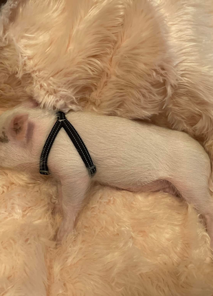 PupProtector™ Waterproof Throw Blanket - Blush Pink