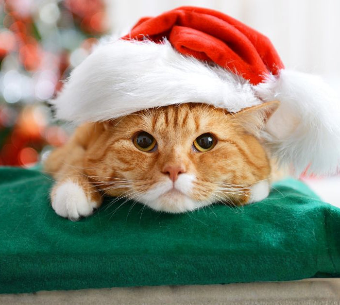 <h1>Holiday Sales!</h1>