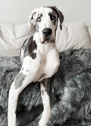 PupProtector™ Waterproof Throw Blanket - Charcoal Grey