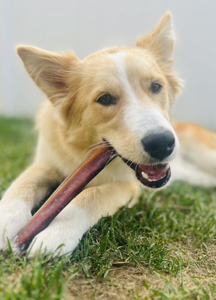 12 Inch Jumbo Bully Stick