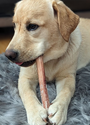 12 Inch Jumbo Bully Stick