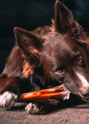 12 Inch Monster Bully Stick