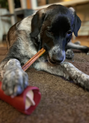 12 Inch Standard Bully Stick