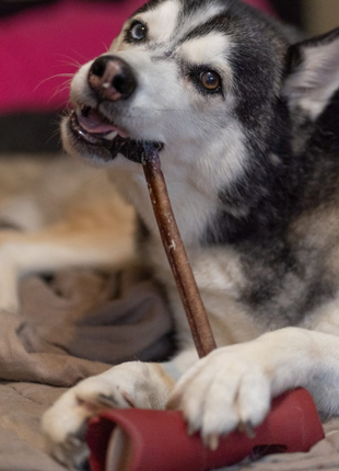 12 Inch Standard Bully Stick