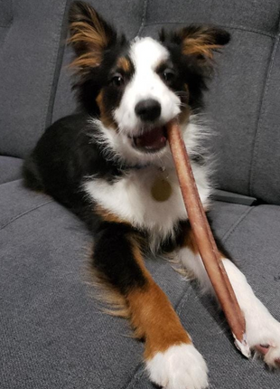 12 Inch Standard Bully Stick