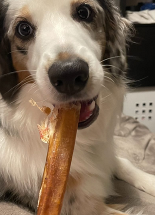 12 Inch Thick Bully Stick