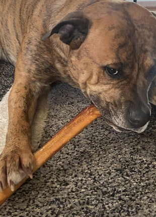 12 Inch Thick Bully Stick