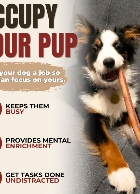 12 Inch Standard Bully Stick
