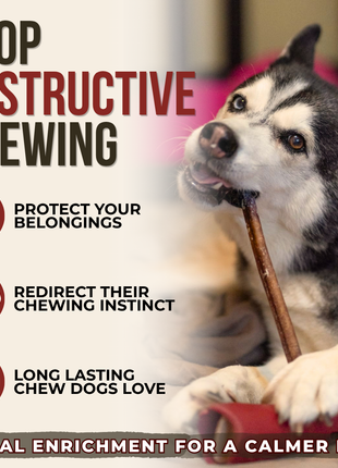 12 Inch Standard Bully Stick