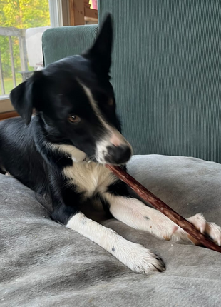 10-12 Inch Champion Chew