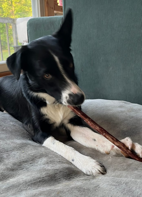 10-12 Inch Champion Chew