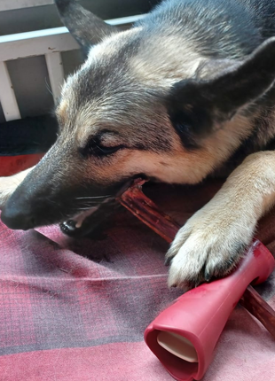 10-12 Inch Champion Chew