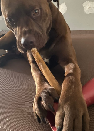 10-12 Inch Collagen Stick