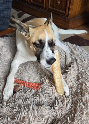 12 Inch Beef Trachea