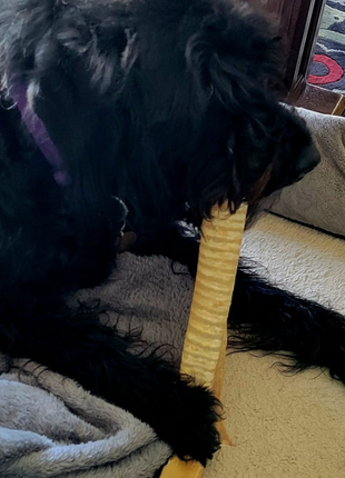 12 Inch Beef Trachea