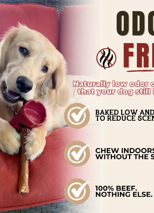 10-12 Inch Champion Chew