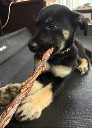 12 Inch Braided Jerky Stick