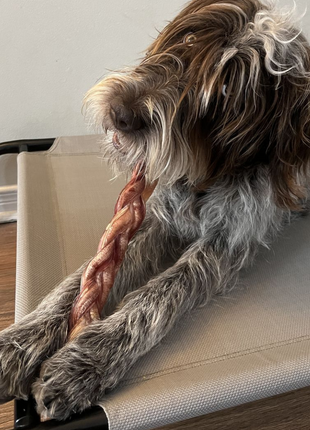 12 Inch Jumbo Braided Bully Stick