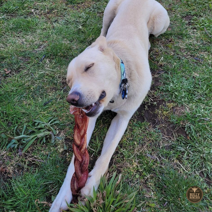 12 Inch Jumbo Braided Bully Stick