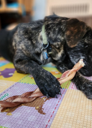 12 Inch Standard Braided Bully Stick
