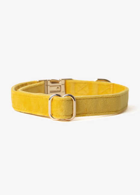 'Yellow' - Velvet Dog Collar