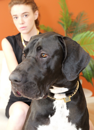 The Gold Galaxy Pet Necklace