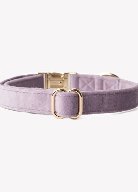 'Lilac' - Velvet Dog Collar