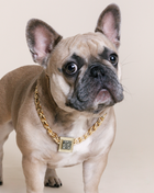 The Gold Galaxy Pet Necklace