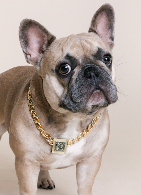 The Gold Galaxy Pet Necklace