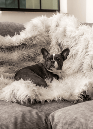 PupProtector™ Waterproof Throw Blanket - Grey