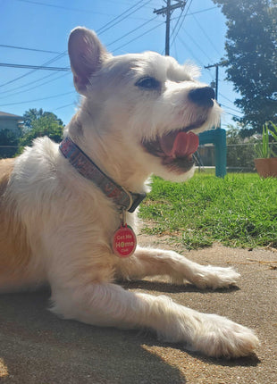 PetHub QR Pet ID Tag – Get Me Home Club