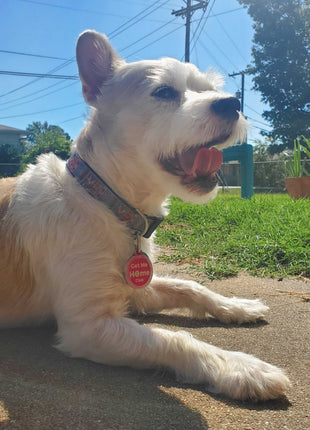 PetHub QR Pet ID Tag – Get Me Home Club