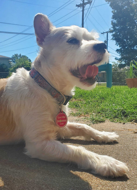 PetHub QR Pet ID Tag – Get Me Home Club