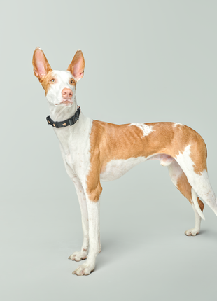 City Collar - Rockstar - Pup List